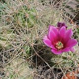 Echinocereus conglomeratus (non stramineus...) JL1182.jpg